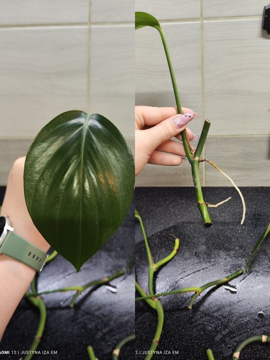 Dragon thai,monstera minima variegata,dubia, epipremnum jungle star