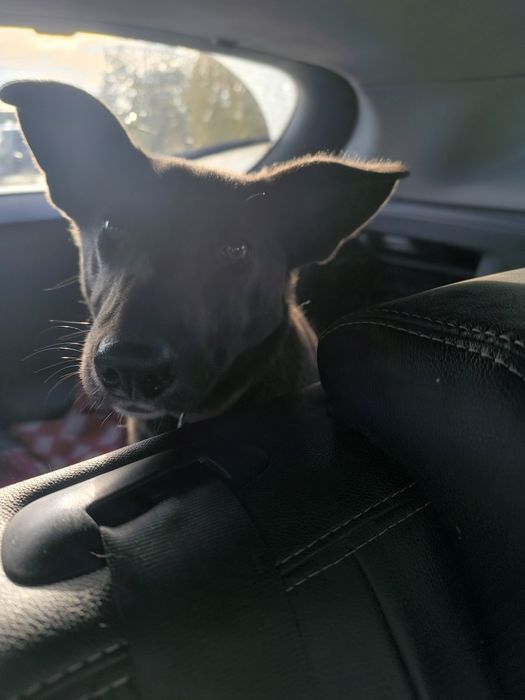 Віддам собаку в добрі руки