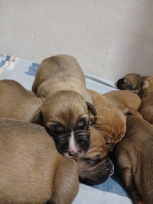 Бронь Американський Пітбуль