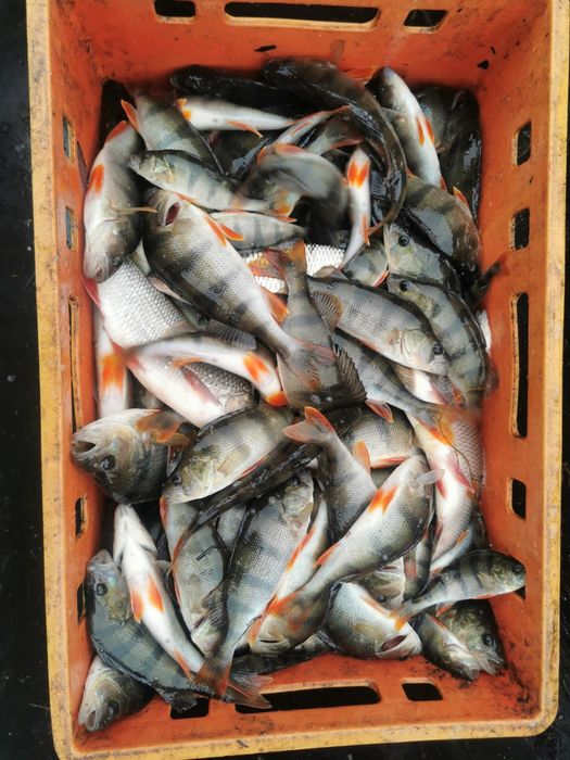 Plotka wzdręga na żywca