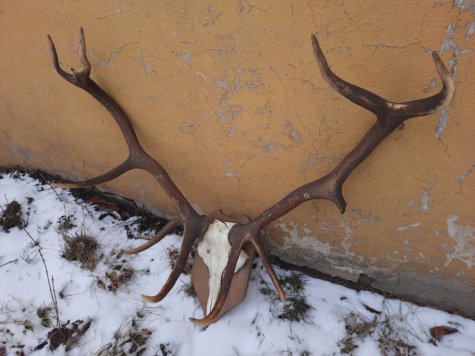 Polecam świetne Poroża jelenia