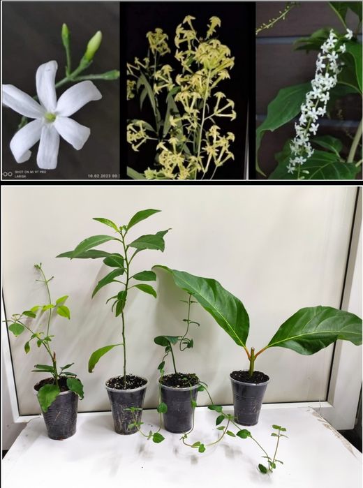 Набор комнатных ароматных цветов