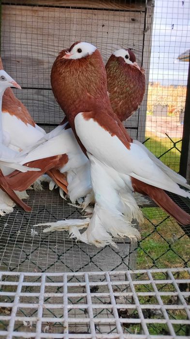 Gołębi garłacze czeskie.