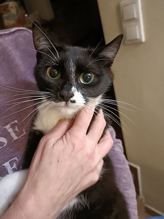 Lara - cudna koteczka szuka rodziny