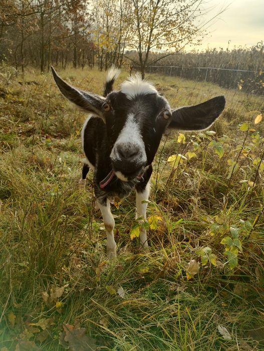 Koza mleczna 50% anglonubijska