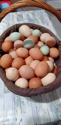 Ovos frescos de galinhas