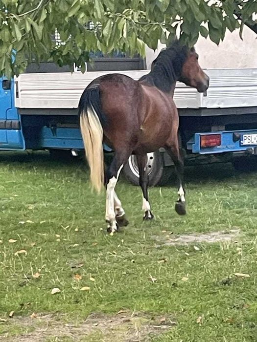 Urodziwa klaczka, super charakter !