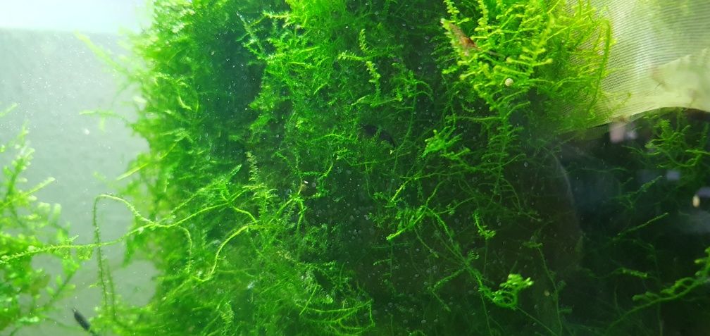 Alimento ração congelado artemia larva usgo de java dose