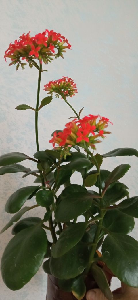 Кактусы комнатные ,алоэ цветы