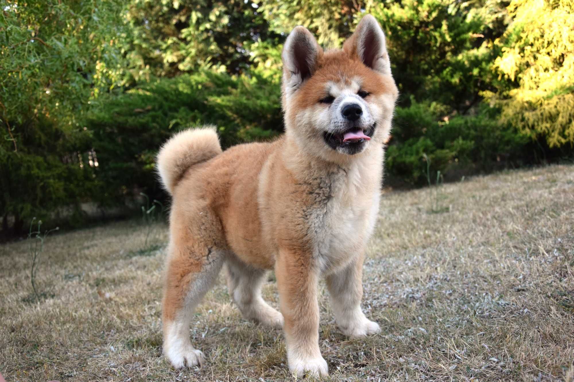 Akita INU Szczeniak