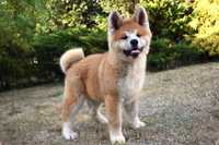 Akita INU Szczeniak