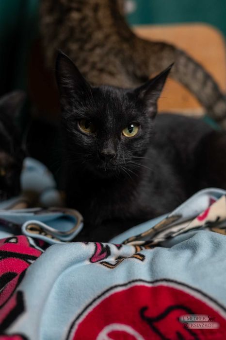 Kot czy sowa? Mała, czarna Hedwiga do adopcji za darmo