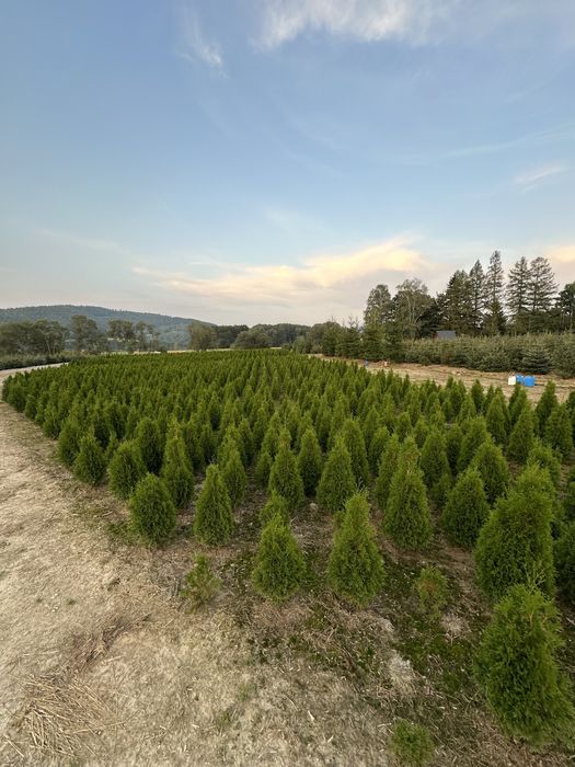 Tuja szmaragd sadzenie ogrodzenie transport żywopłot