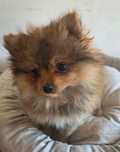Pomeranian boo szczeniak