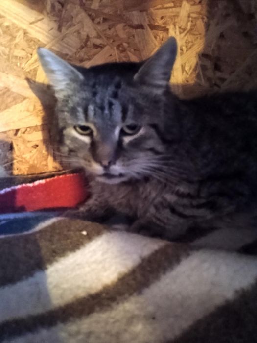 Zygmunt szuka najlepszego domku