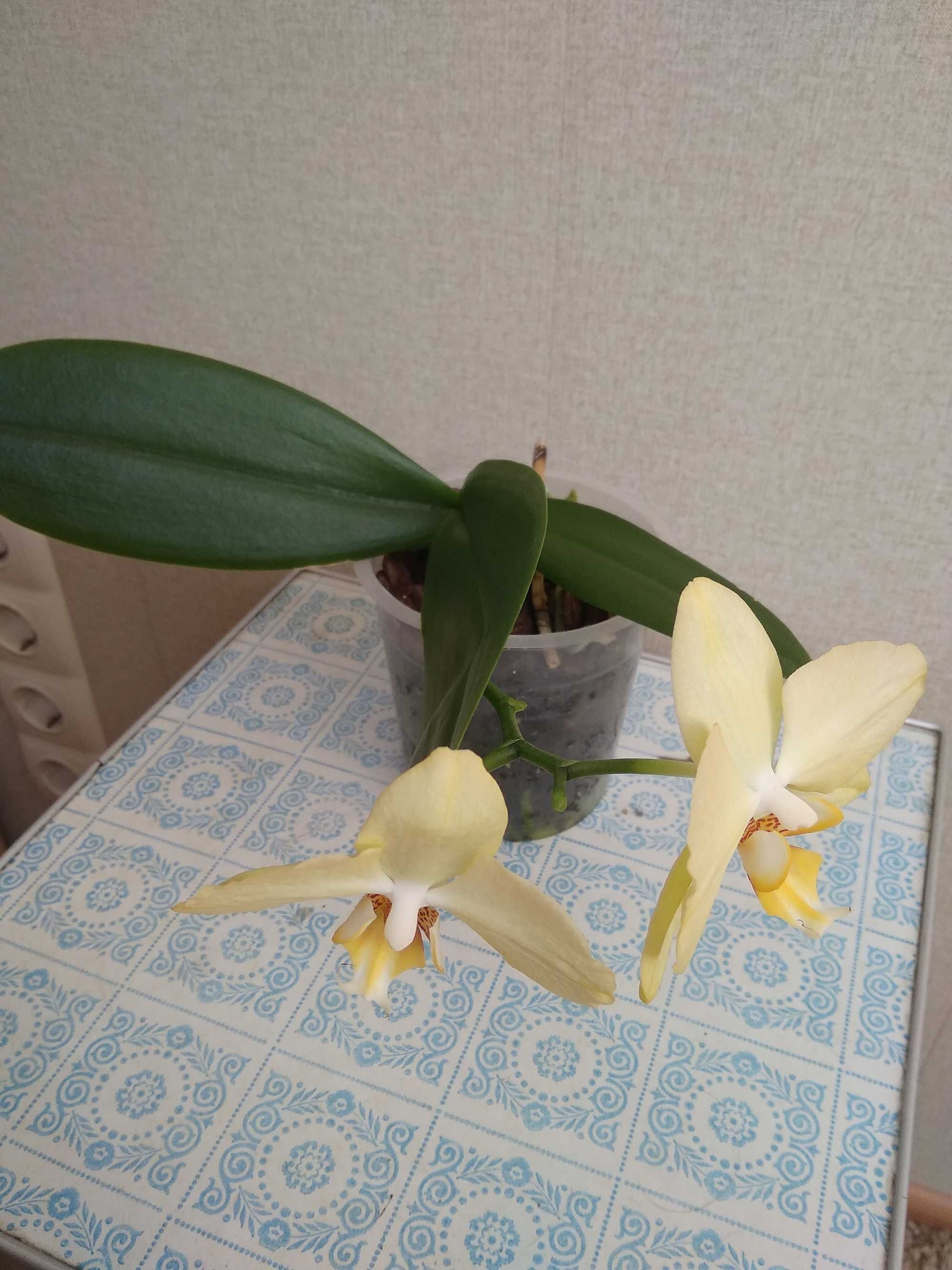 Орхидея лимонного цвета