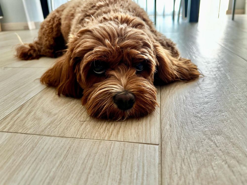 CAVAPOO RED piesek mix Cavalier King Charles Spaniel & Pudel toy