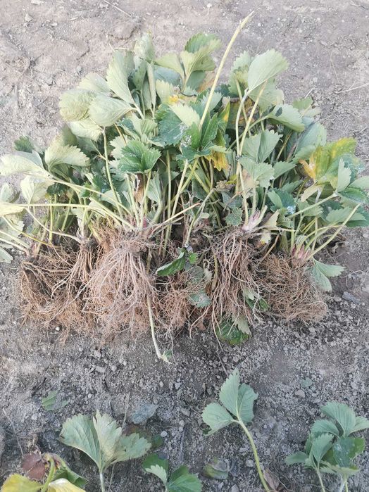 Sadzonki truskawek deserowe,  odmiany pozostałości po posadzeniu!!!