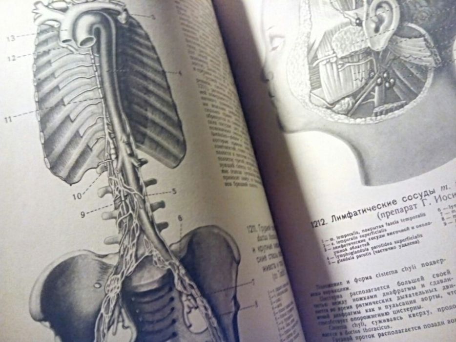 Синельников.Атлас анатомии человека.Четвертый том.