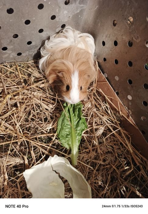 Świnka morska samczyk