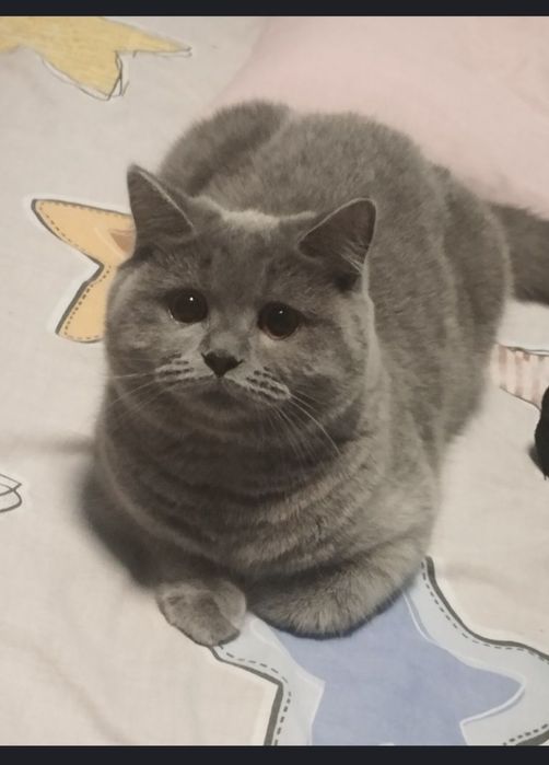 Шотландочка плюшева з прививками