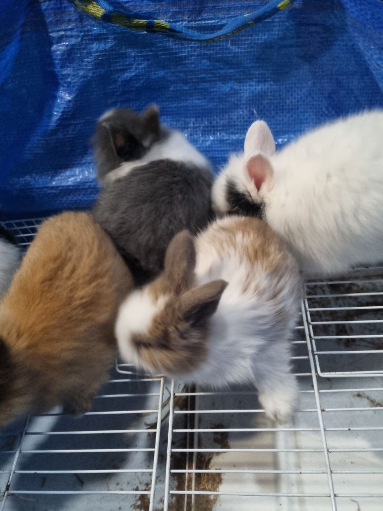 Coelhos anoes mini lop(orelhudos) e mini holandeses no criador