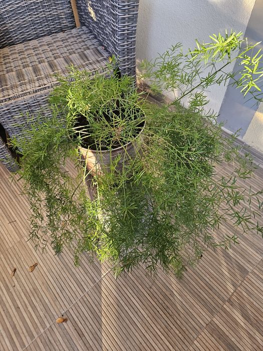 asparagus roślina