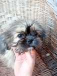 Mała Księżniczka SHIHTZU