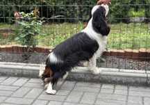 Cavalier piesek młodzież ZKwP