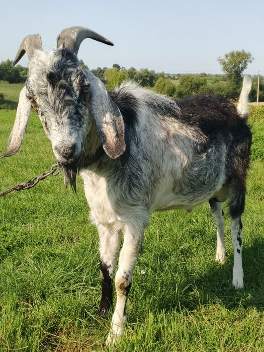 В'язка кіз козликом Акція!!! 1-700 3-600