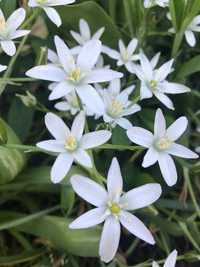 Рястка зонтична (птицемлечник , Ornithogalum)