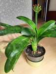 Kliwia pomarańczowa Clivia miniata