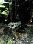 Pielęgnica Papuzia Blue Tiger -Tina Zoo Jasna Gliwice