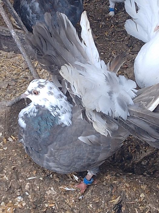 Молоді білі та мрамур