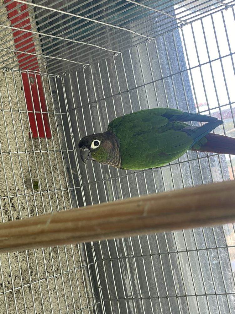 Pyrrhura macho.