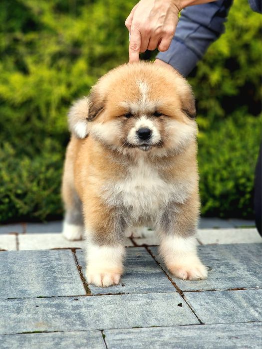 Akita Inu (japońska), ZKwP / FCI & AKIHO - czerwony piesek LC
