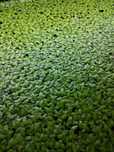 Plantas Flutuantes