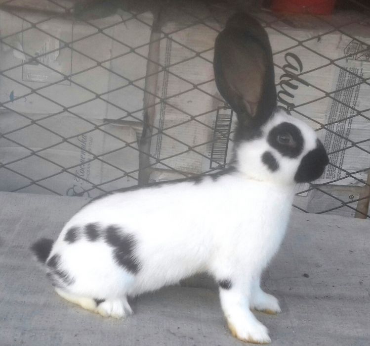 Немецкий строкач