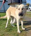 Moira sunia do adopcji