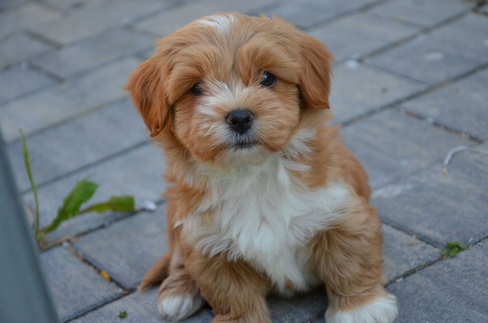 hawańczyk Gustaw  super piesek ZKwP/FCI