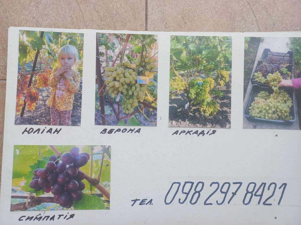 Продам саджанці винограду