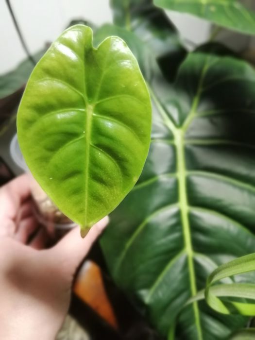 Алоказия много сортов.