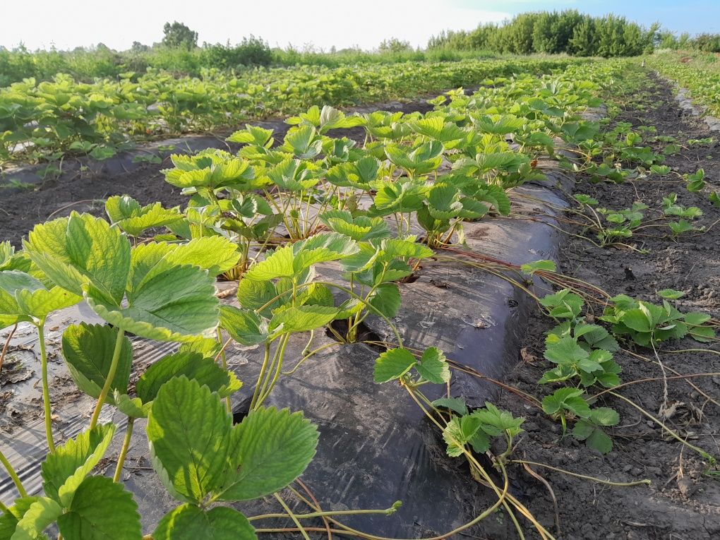 Полуниця Сандра Брілла саджанці розсада