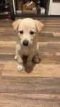 Szczeniak labrador