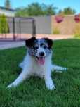 Border Collie Szczeniak