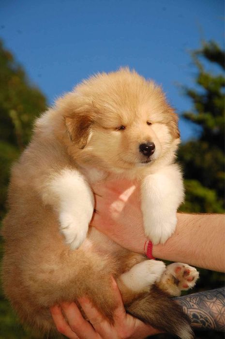 Щенки колли