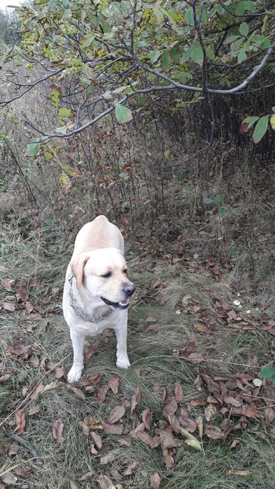 Вязка лабрадор ретивер