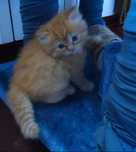 Gatinho persa muito dócil
