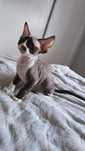 Eustachy kocurek devon rex