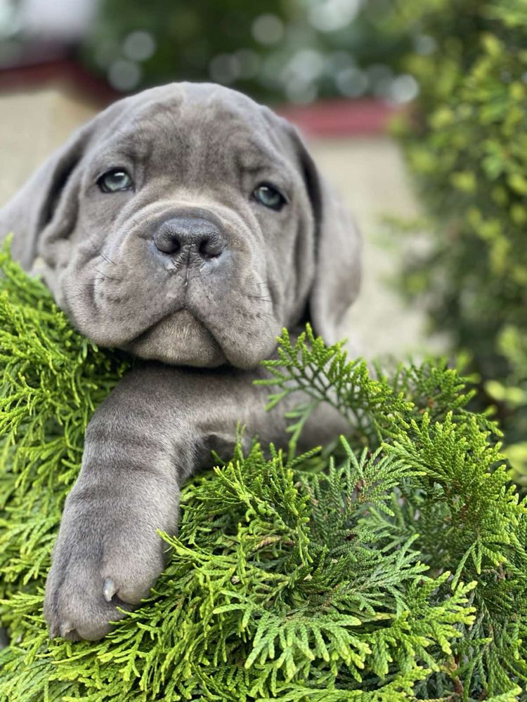 Топ щенки офііційного питомника-Cane corso